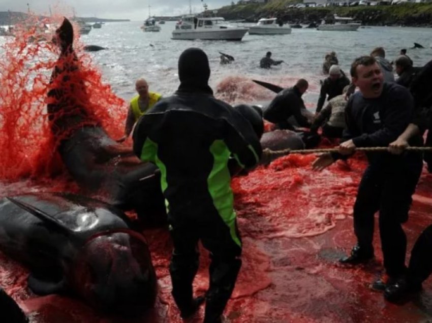 ‘Sport gjaku’ apo çfarë është kjo? Fillon therja masive e diskutueshme e balenave në Ishujt Faroe