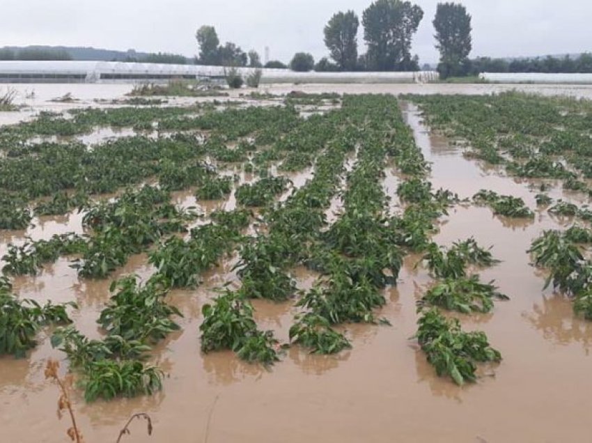 Më shumë se 1 milion dëme në bujqësi nga vërshimet e janarit, bujqit presin kompensim