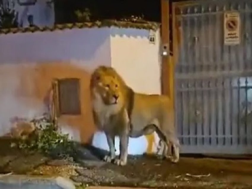 ​Kapet luani që u arratis nga një cirk afër Romës