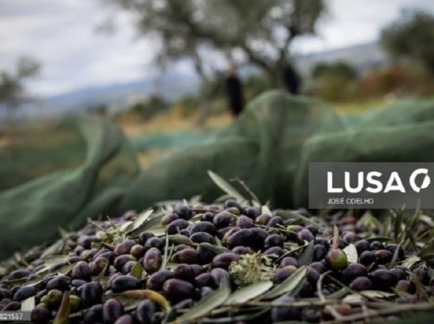 ​Portugali: Bie vjelja e ullirit për të dytin vit radhazi