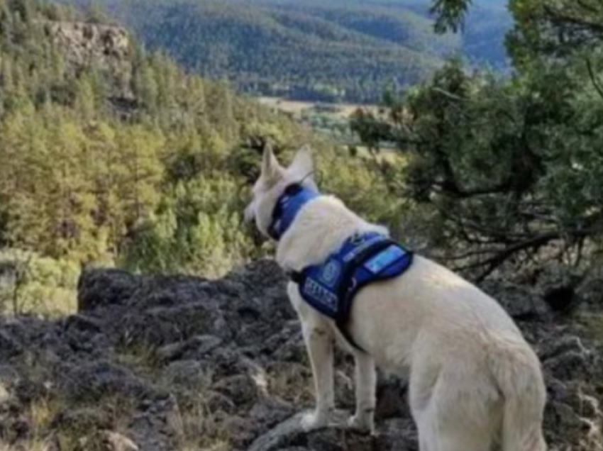 Ekskursionisti i zhdukur gjendet i vdekur, me qenin gjallë pranë trupit të tij në SHBA