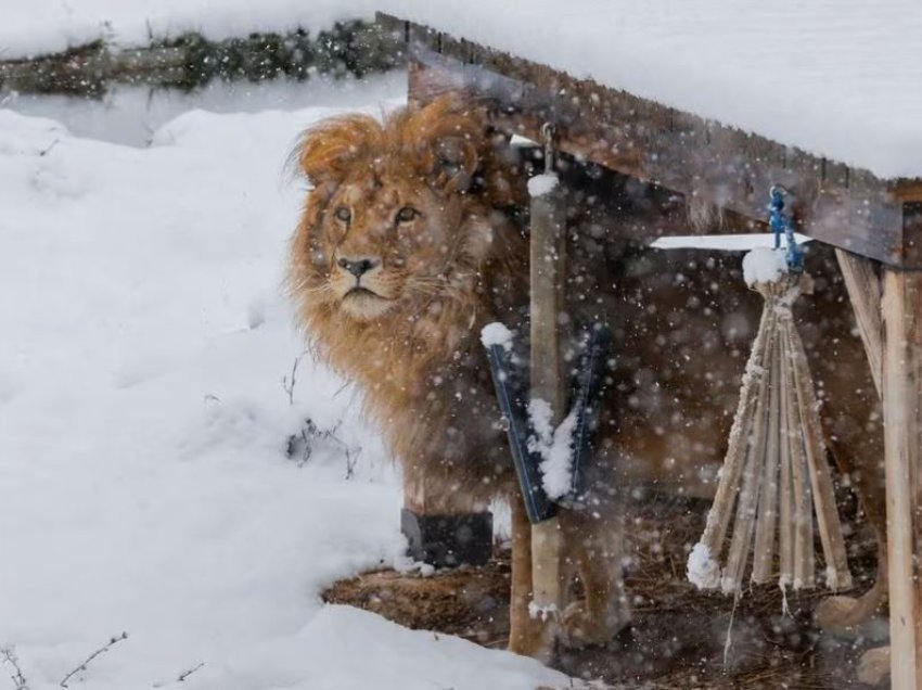 Reuters me artikull për lojën në borë të luanit dhe arinjve në Kosovë