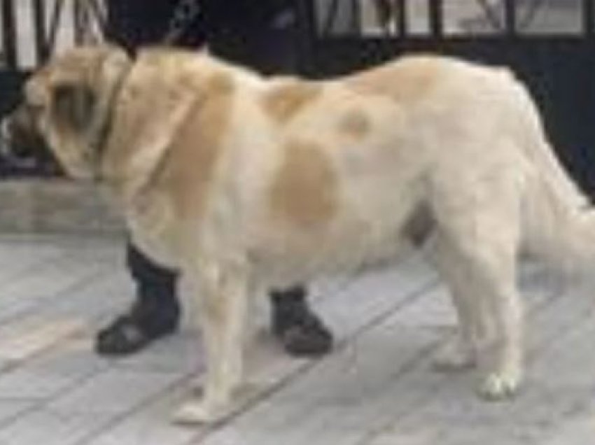 Qeni sulmon shtetasen gjermane në Lushnjë, nis hetimi për pronarin