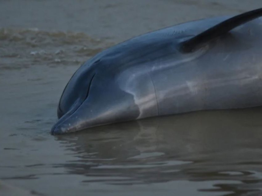 Më shumë se 100 delfinë të ngordhur në Amazon
