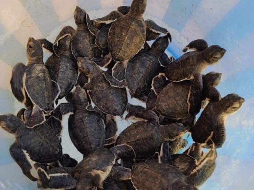 Specie në zhdukje! Breshkat e rralla të detit përballen me kërcënimin e gjuetisë pa leje në brigjet e Pakistanit