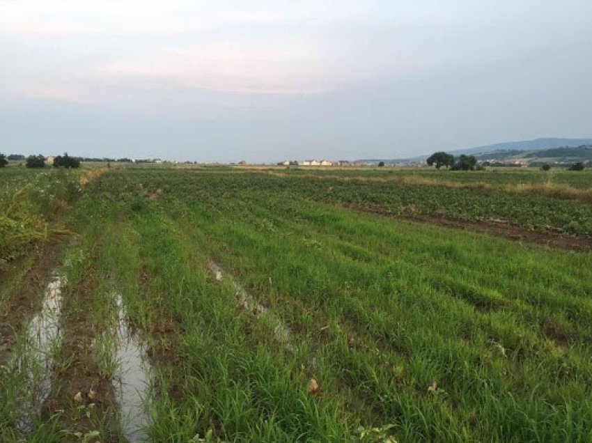 ​Shiu ia dëmtoi mbi 3 hektarë me patate, fermeri nuk u kompensua ende nga Ministria e Bujqësisë
