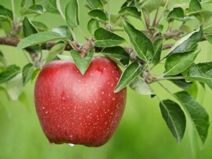 Kjo është magjia që i ndodh trupit tuaj nëse hani një mollë çdo ditë