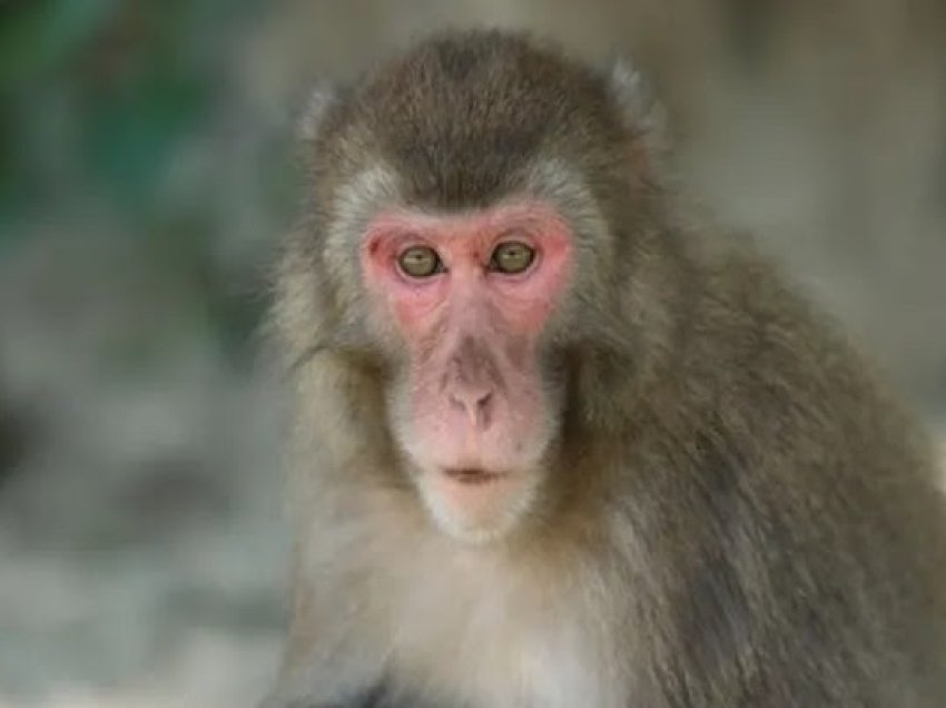Majmuni mbijeton për dy vjet me veshkën e derrit