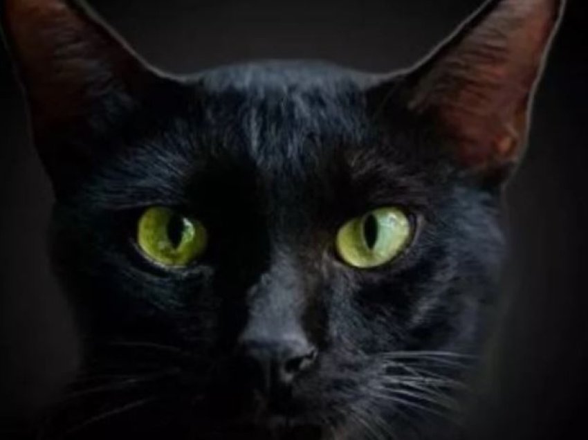 Pse sytë e maceve shkëlqejnë në errësirë?