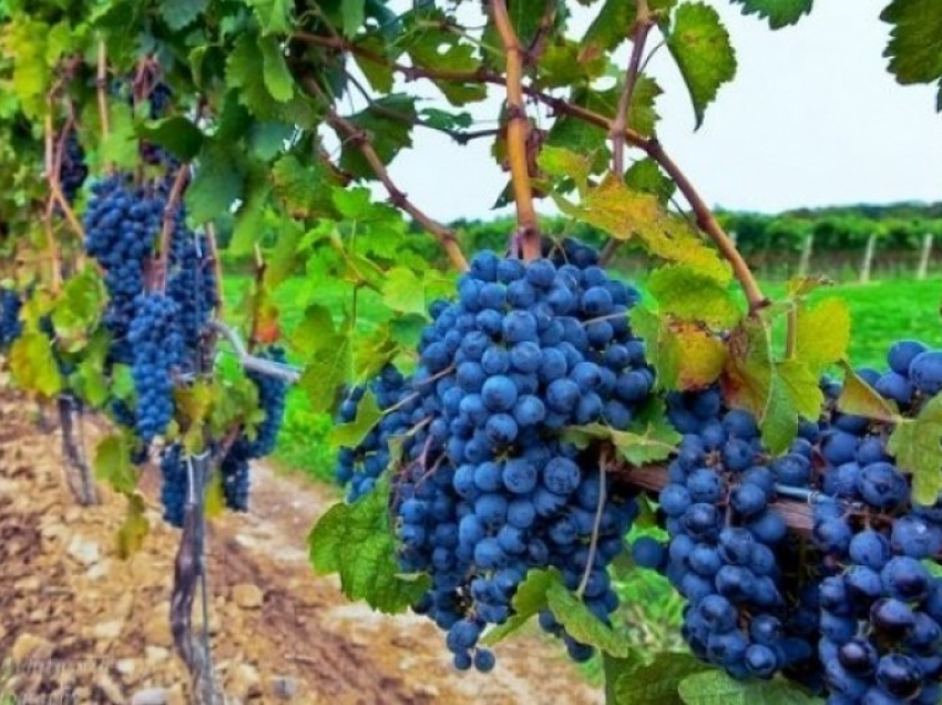 Sivjet më pak rrush në Rahovec, reshjet e shiut dëmtuan vreshtat