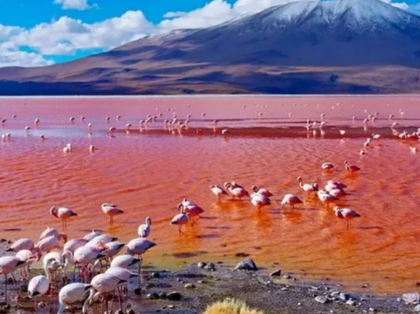 Liqeni që i kthen krijesat në gur! Arsyeja pse flamingot janë rozë