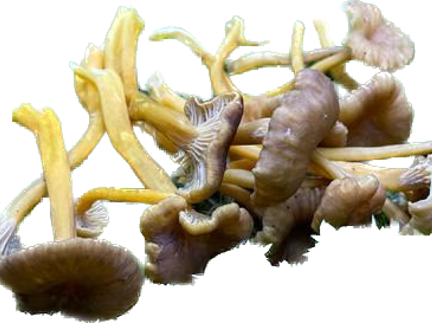 Kërpudhat helmuese mund të jenë efektive në trajtimin e kancerit!