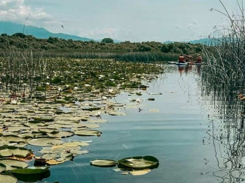 Liqeni i Shkodrës, i preferuari i mbi 39 mijë turistëve