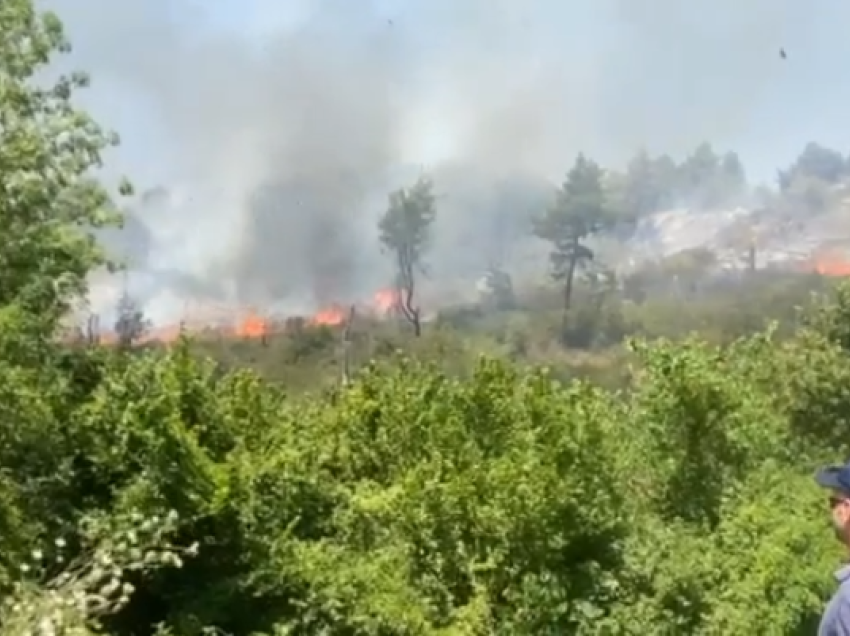 Zjarr në Darëzezë të Fierit, flakët rrezikojnë pyllin me pisha