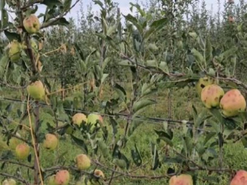 Qatromi mbetet pa mollë! Breshri shkatërroi pemët frutore në fshatin e Korçës