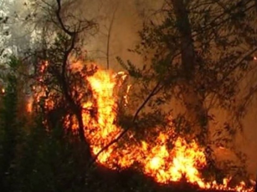 Pakujdesi e fermerëve/ Zjarr në fshatin Sadovicë të Beratit, digjen 5 rrënjë ullinj dhe rreth 500m2 bimësi, me shkurre e ferra