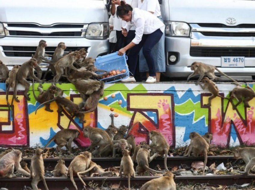 ​Brenda qytetit tajlandez ku mijëra majmunë duken sikur po drejtojnë shfaqjen