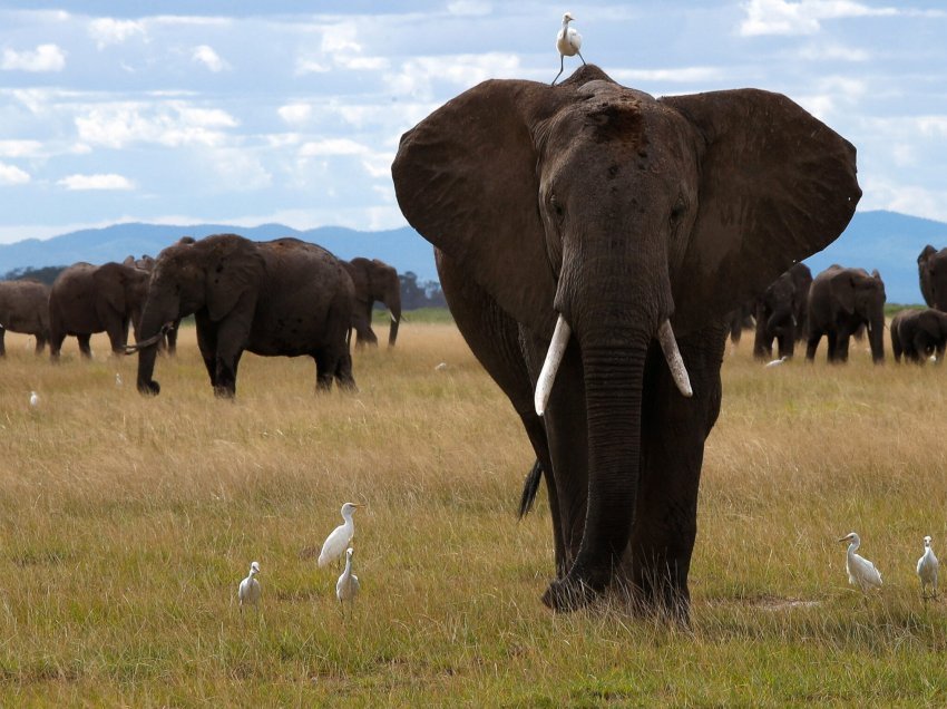 Dy shtete futen në sherr për elefantët