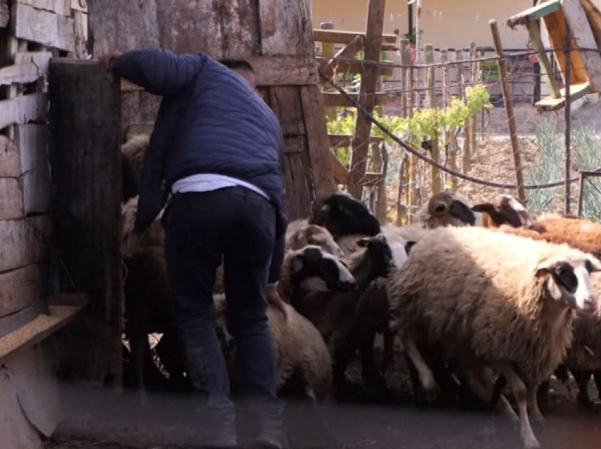 Kur delet të shpëtojnë nga emigrimi! Respektoi traditën e familjes, fermeri në Elbasan furnizon bujtinat me mish bio