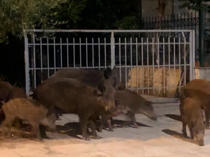 Konfirmohet nga autoritetet, derrat e egër në Malin Sharr nuk janë të infektuar nga murtaja afrikane