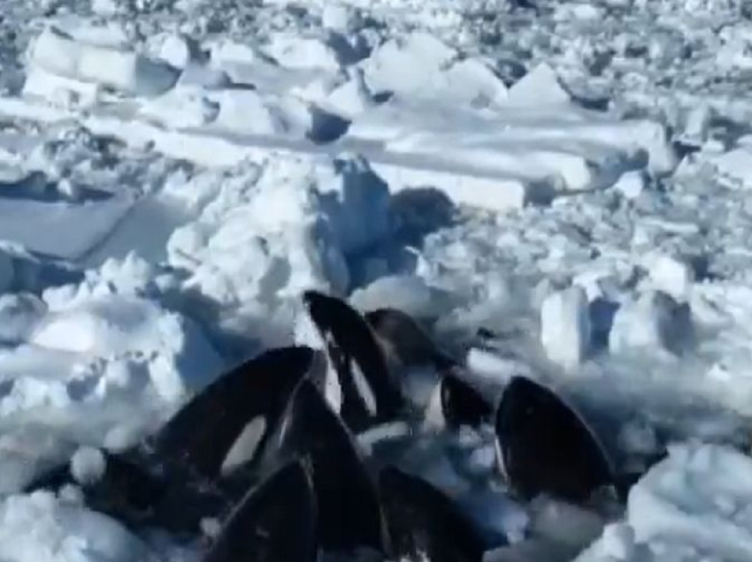 Të paktën 10 balena bllokohen në akull pranë Japonisë