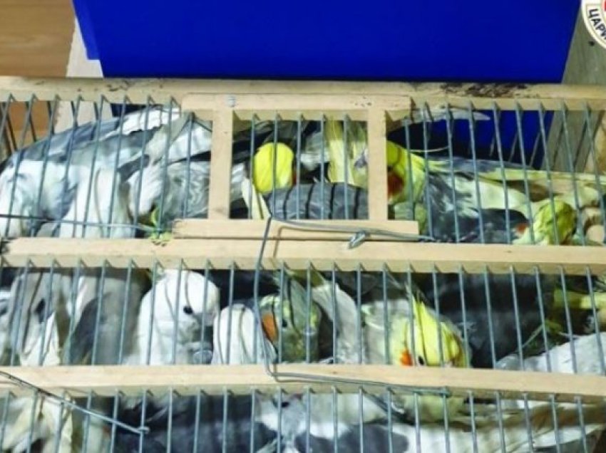 Në vendkalimin kufitar Tabanovcë është parandaluar tregtia e paligjshme e papagajve