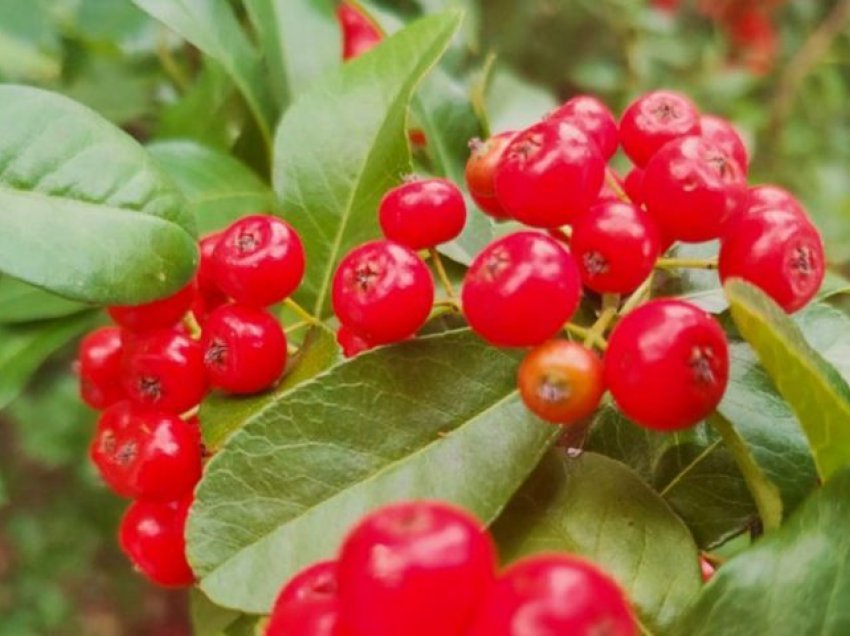 Boronica e kuqe, fruti që ju ndihmon kundër peshës së tepërt