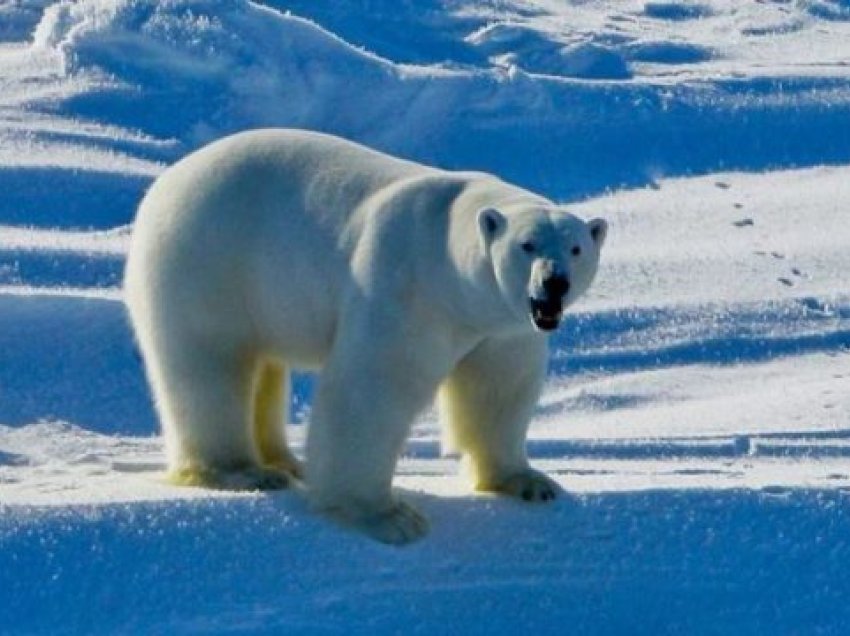 Virusi H5N1 përhapet edhe në zonat e largëta të planetit, ngordh ariu polar në Alaskë