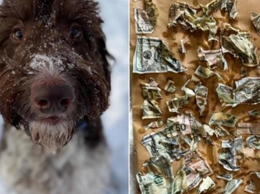 Qeni hëngri katër mijë dollarë