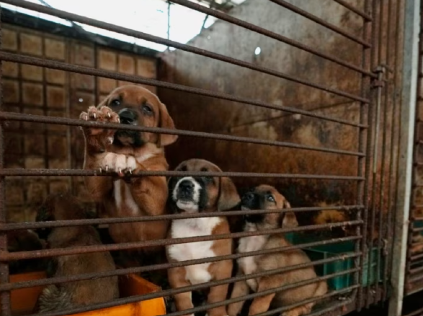 Koreja e Jugut e miraton ligjin që e ndalon tregtinë e mishit të qenit