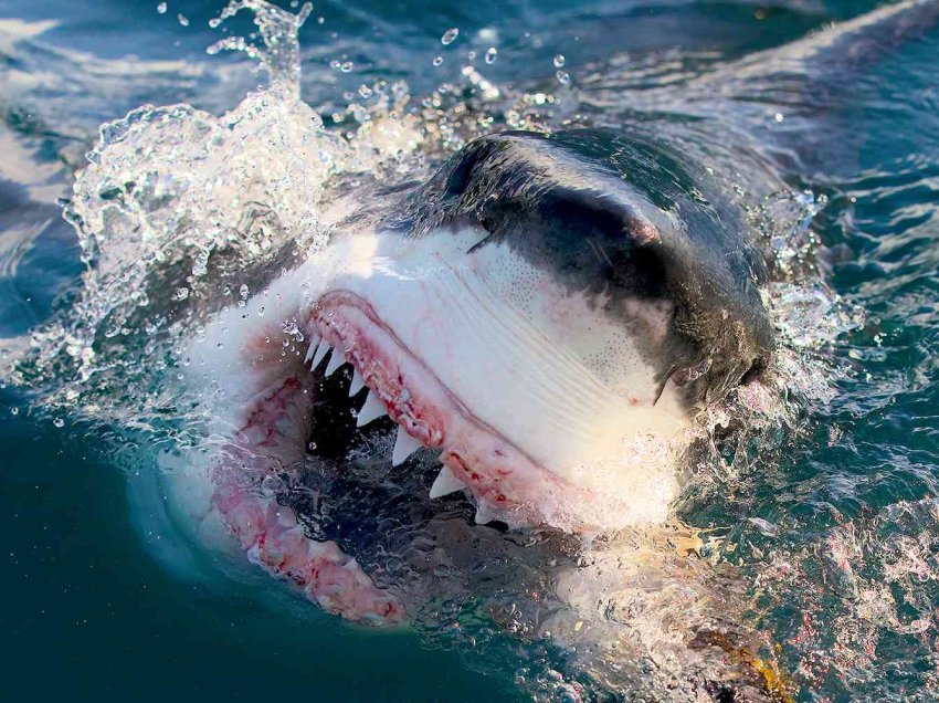 Peshkaqeni i kafshon këmbën një 10 vjeçari në Bahamas