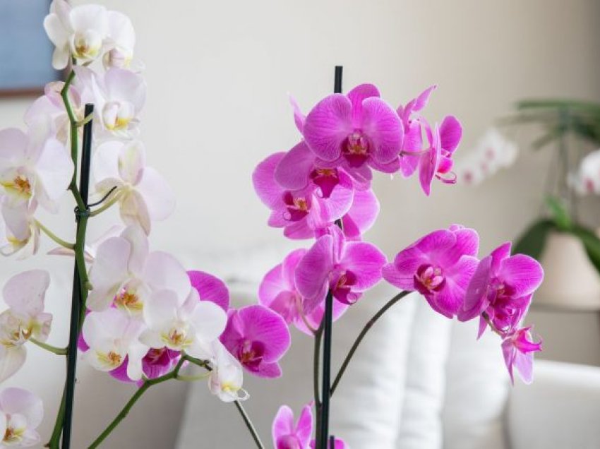 Truku i thjeshtë që ju ndihmon që orkideja e juaj të çelë vazhdimisht
