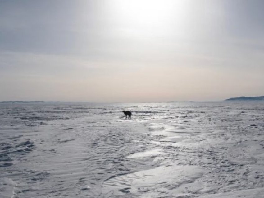 Alarm në Mongoli, gati 5 milionë kafshë të ngordhura në dimrin më të ashpër në gjysmë shekulli