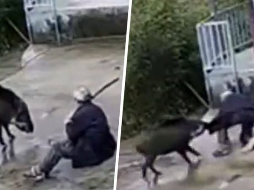 Derri i egër u shfaq nga hiçi dhe e sulmoi një burrë në Kinë – pamjet dramatike shfaqen në platformat sociale